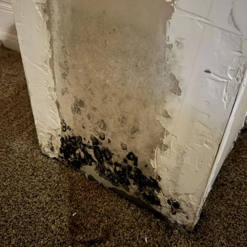 Professional Mold Removal in Rosedale, MS